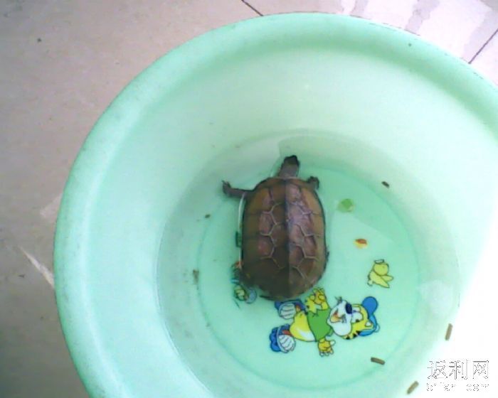 淘宝上买的那个乌龟晒背灯真的有用么?-乌龟晒